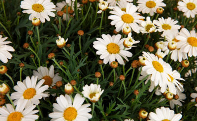 886x548 Blog copflowerrrry