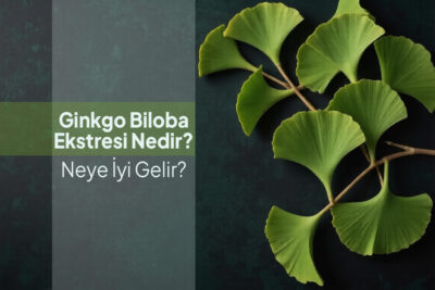 ginkgo-neye-iyi-gelir